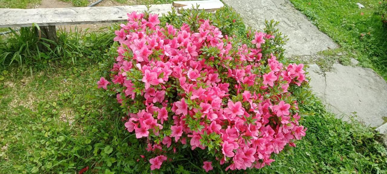 Greenery Homestay Darjeeling  Rom bilde